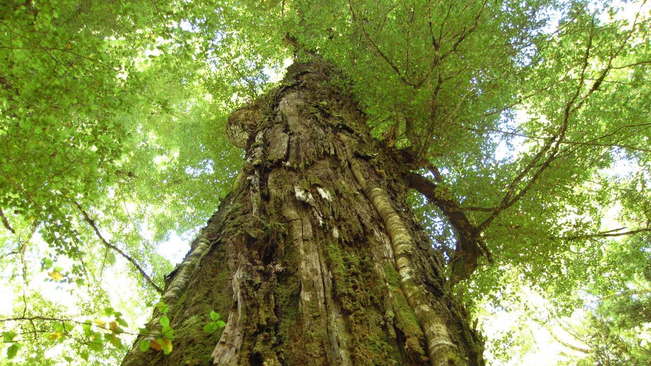Beech Tree Lodge Ohakune Eksteriør billede